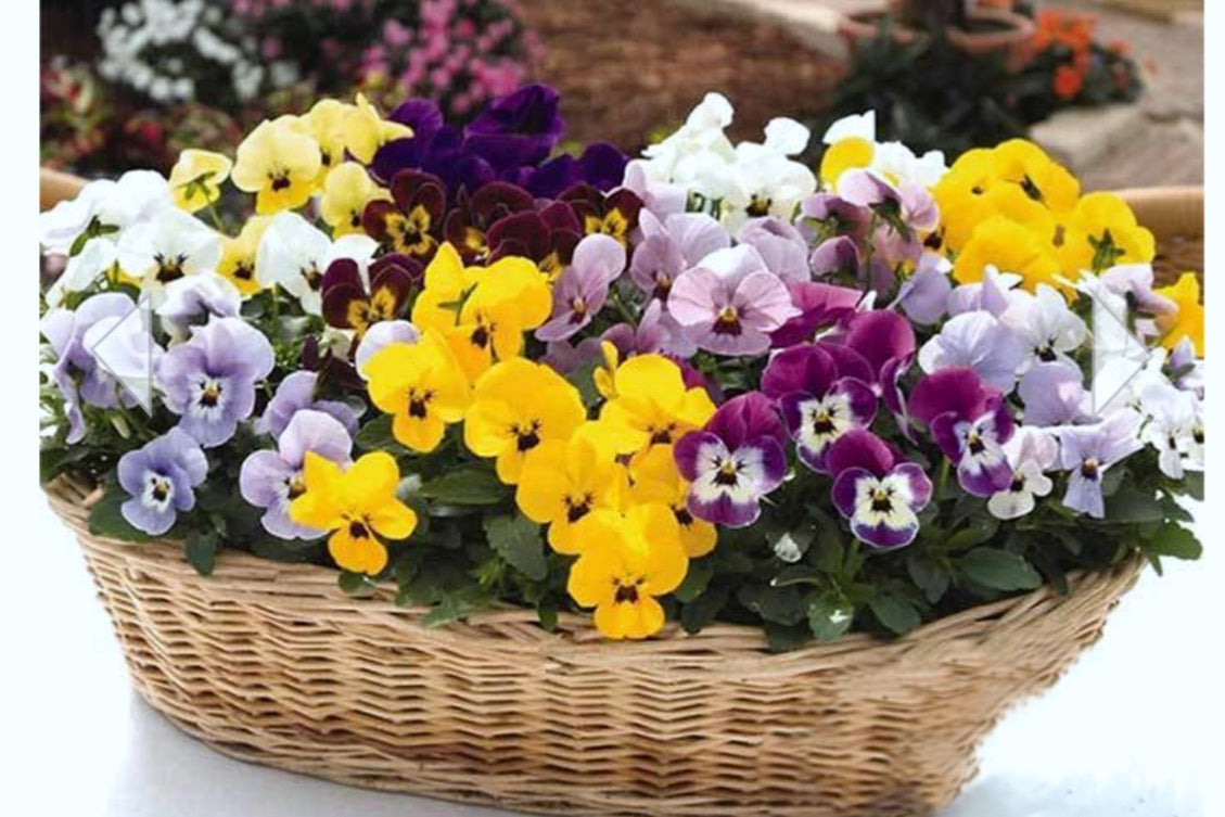 Violas Edible Flowers in Seattle