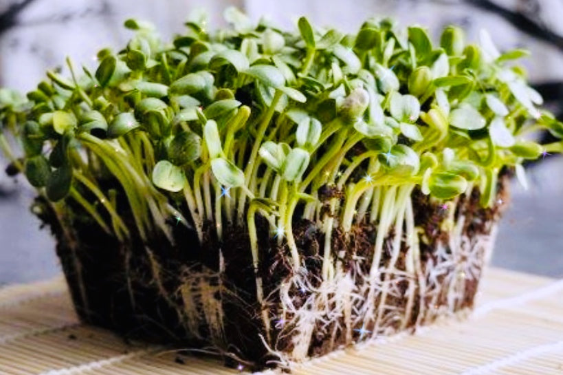 Sunflower Shoots - 4 oz