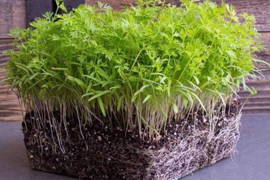 Carrot Microgreeens - 2 oz