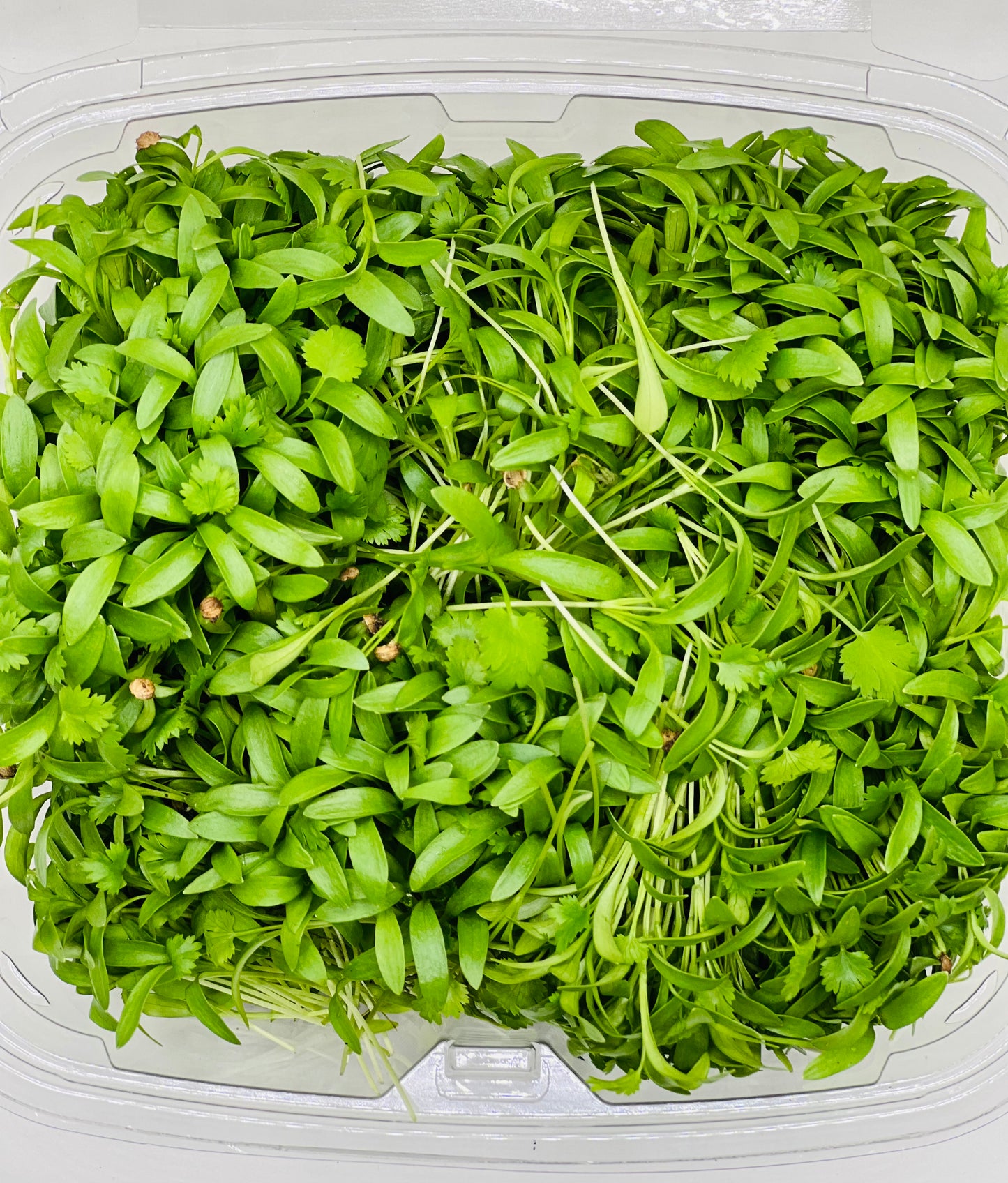 Micro Cilantro - 2 oz