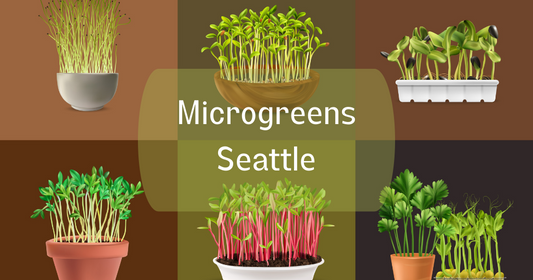 Microgreens Seattle