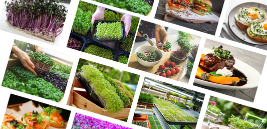 What are microgreens? Uses, Nutrition, Recipes & How to Grow