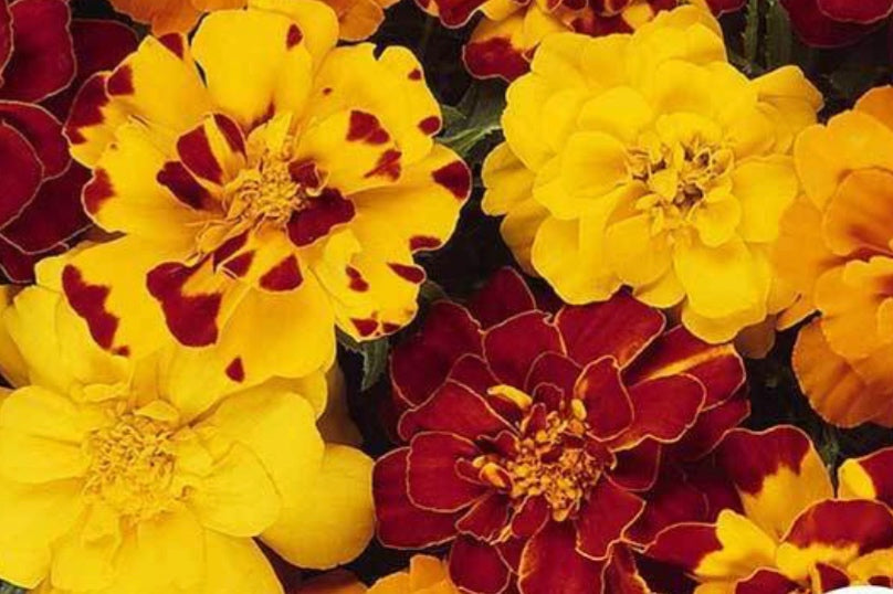 French Marigold Edible Flowers in Seattle | Little Lolos Farms