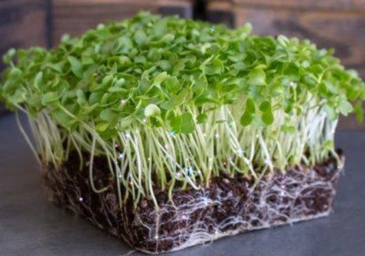 Kale Microgreens - 4 oz