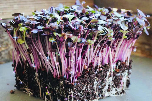 Roly Poly Radish - 4 oz