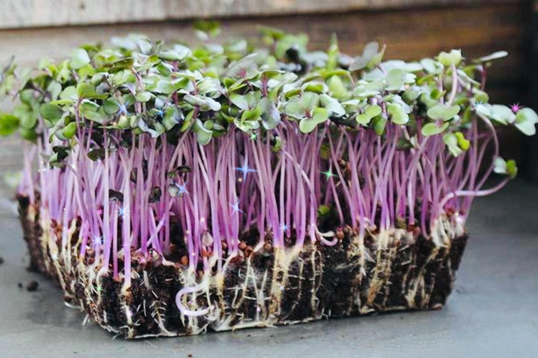 Red Acre Cabbage Microgreens - 4 oz