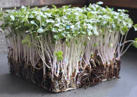 Micro Broccoli - 4 oz