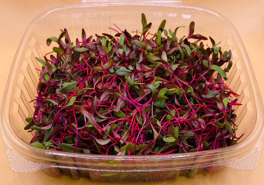 Micro Bull’s Blood Beets - 2 oz