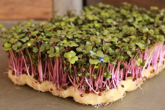 Kohlrabi Microgreens - 4 oz