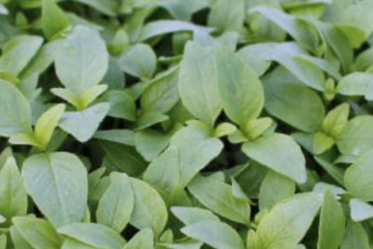 Thai Basil - 2 oz
