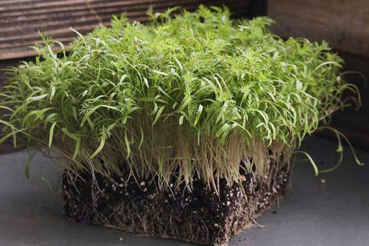 Dill Microgreens - 2 oz